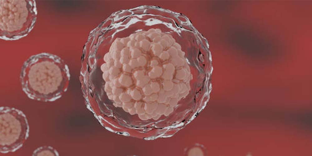 Blastocyst Transfer Success Rates: How This Technique Improves IVF Results